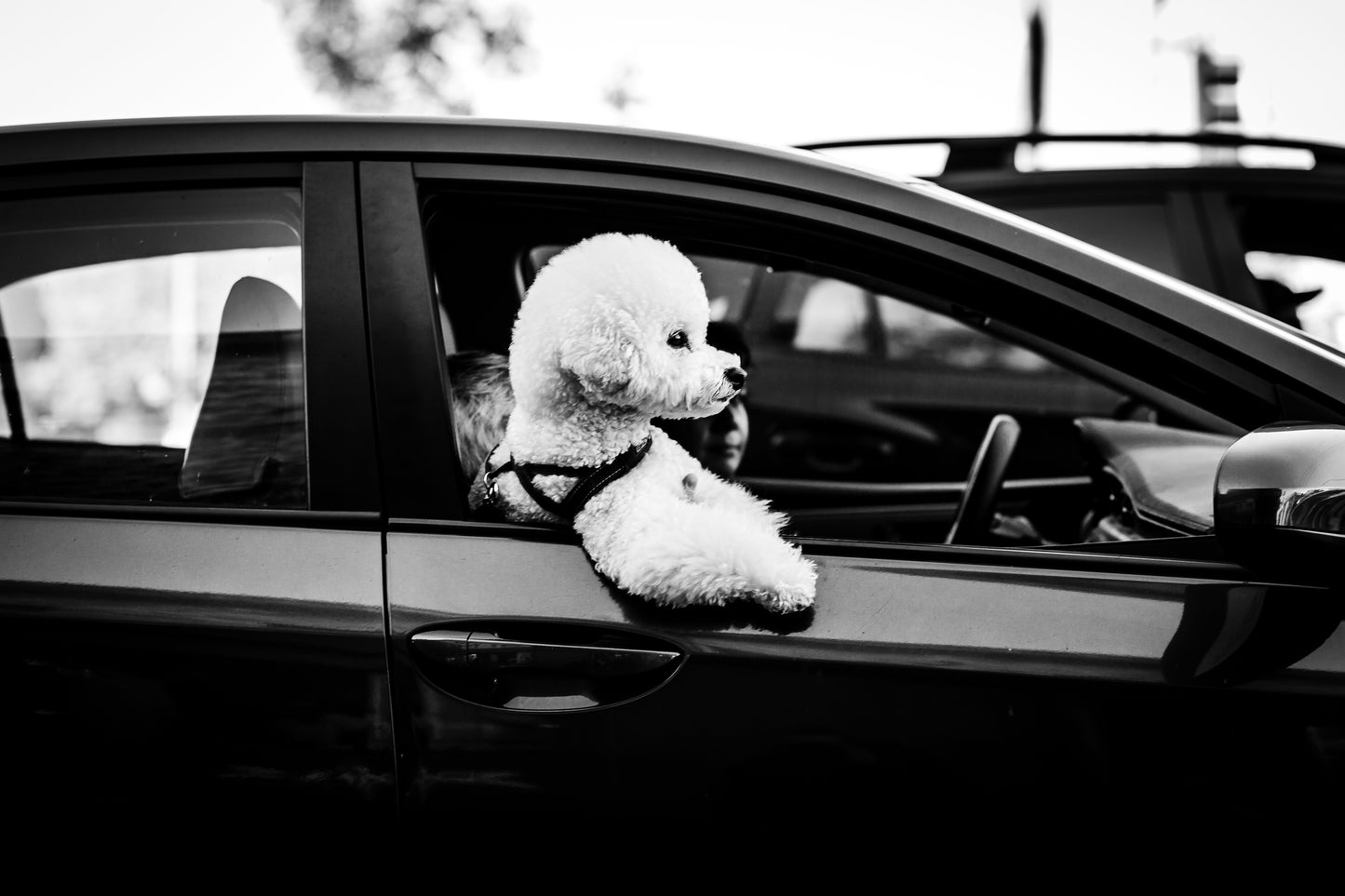 Riding Shotgun, Echo Park, Los Angeles - 2016