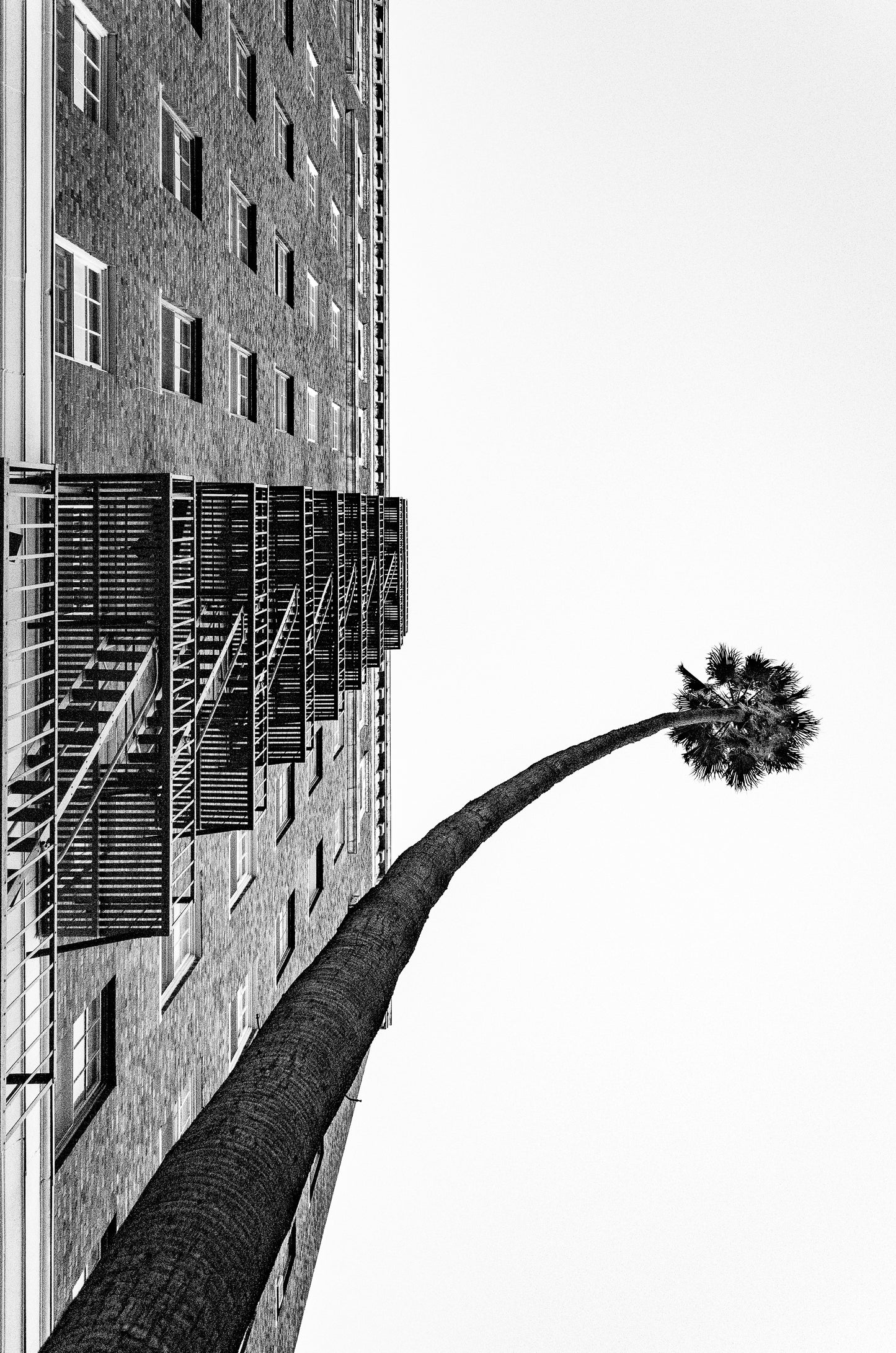 Set of 2: The Giving Tree (L) 2013 and (R) 2016, Koreatown, Los Angeles